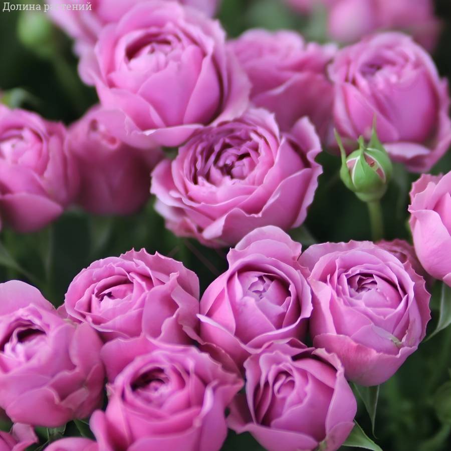 Роза Мисти Баблс в горшке Роза Мисти Баблс в горшке - Dolina-Sad.Ru