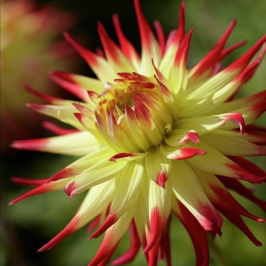 Георгина Джессика - Dolina-Sad.Ru