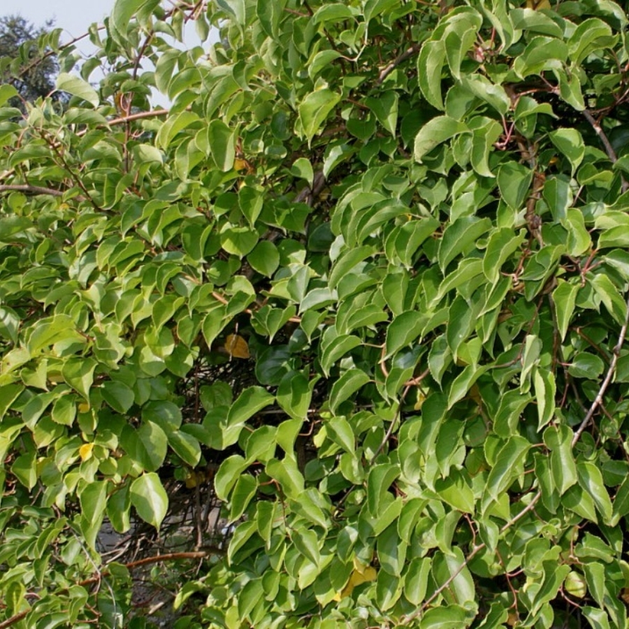 Актинидия аргута Чан Бай Джайент Актинидия аргута Чан Бай Джайент - Dolina-Sad.Ru