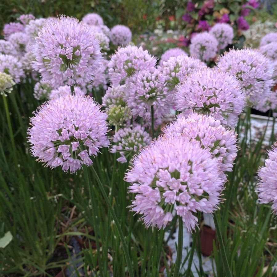 Аллиум Ин Орбит - Dolina-Sad.Ru