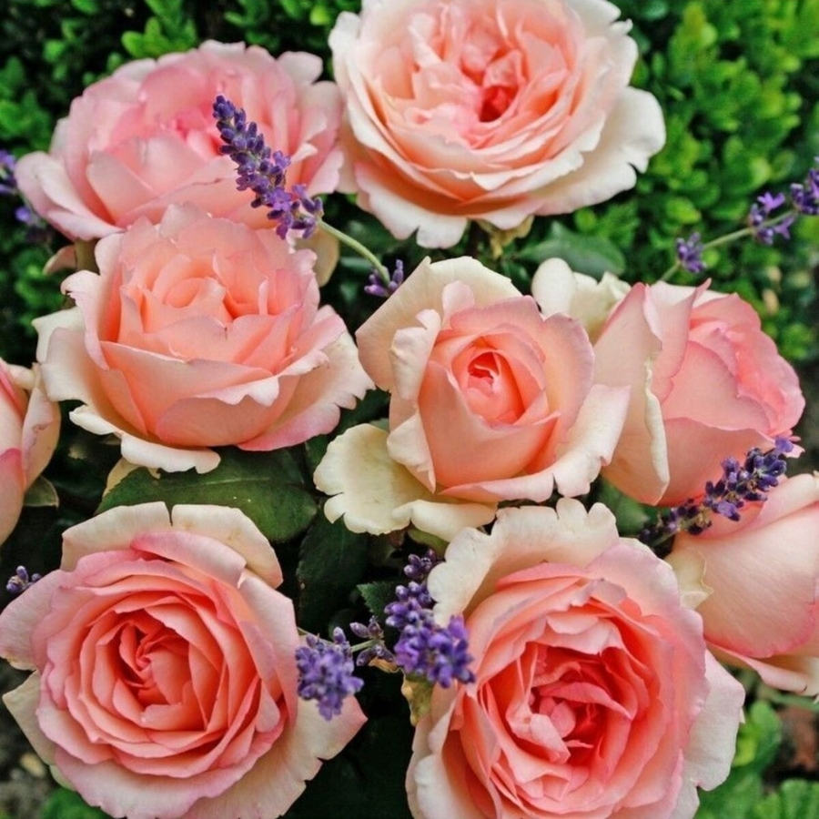 Роза Суиенер де Баден Баден в горшке - Dolina-Sad.Ru