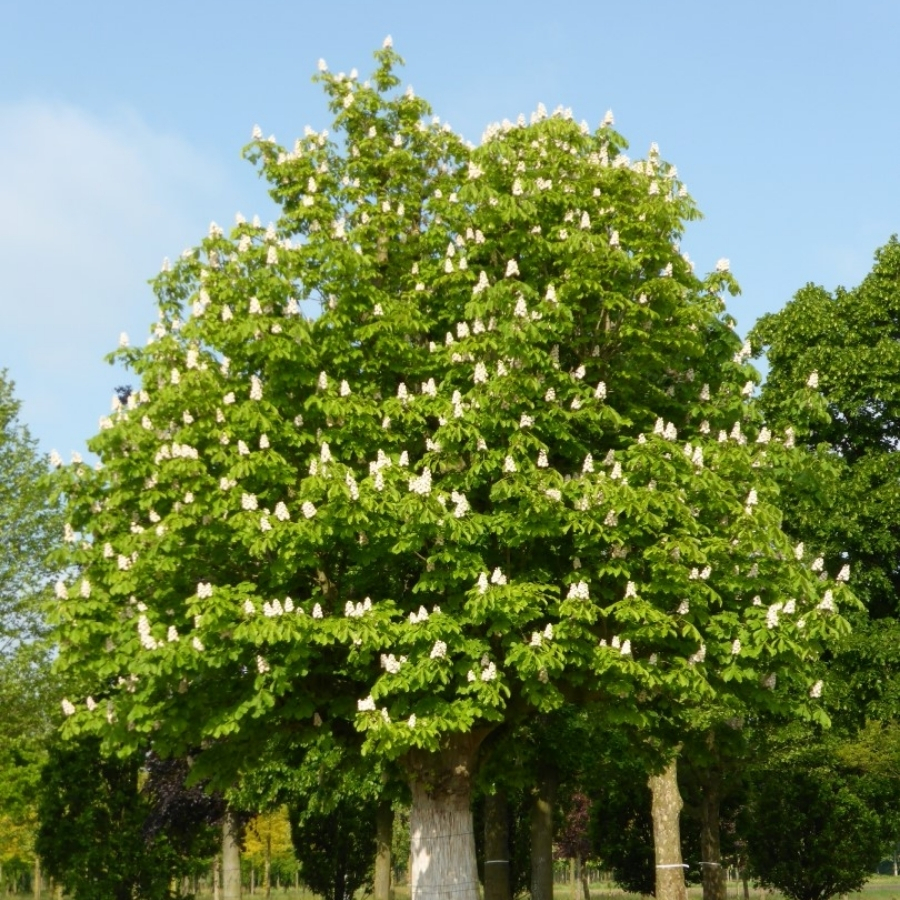 Конский каштан обыкновенный, С3 - Dolina-Sad.Ru