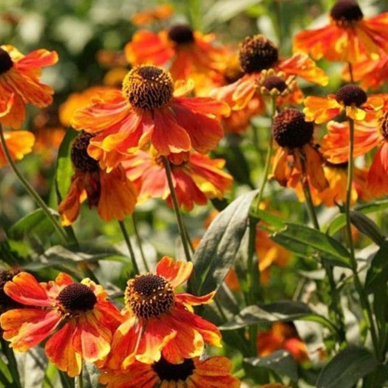 Гелениум Сахинс Эрли Фловерер - Dolina-Sad.Ru