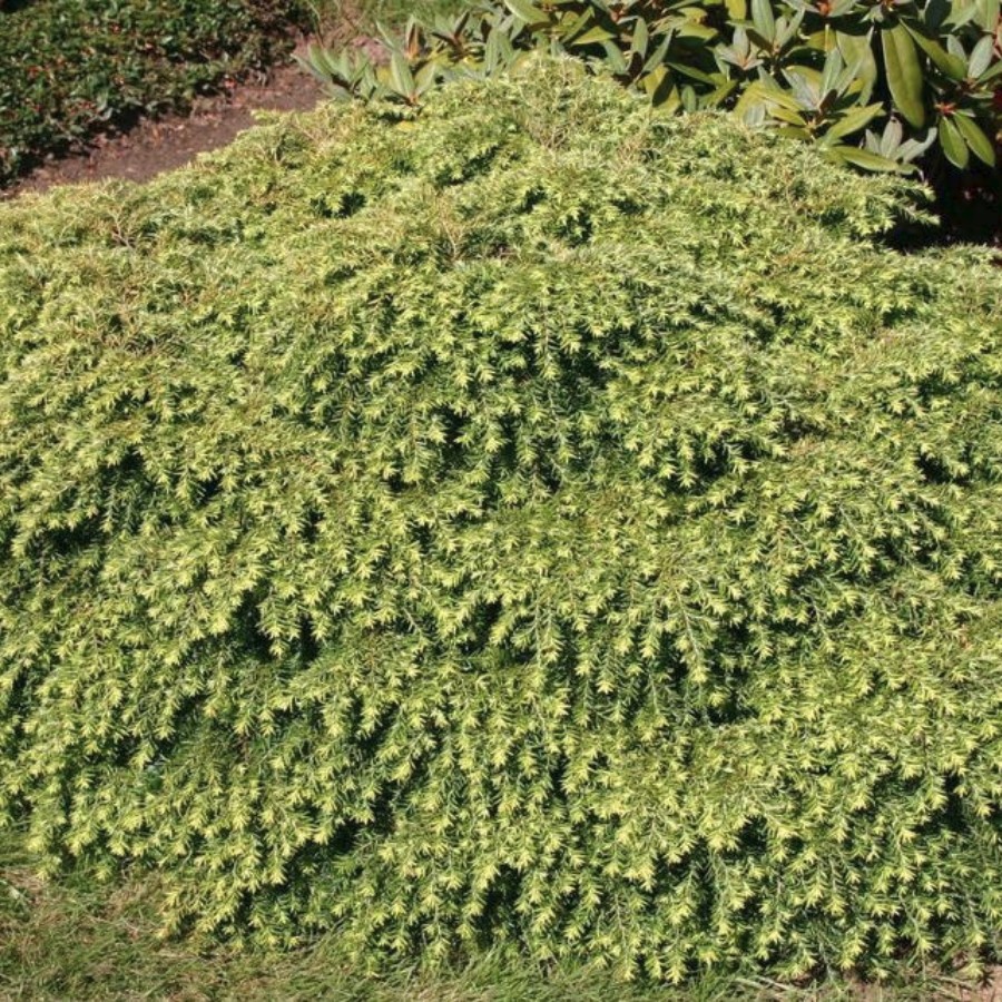 Тсуга канадская Нана - Dolina-Sad.Ru