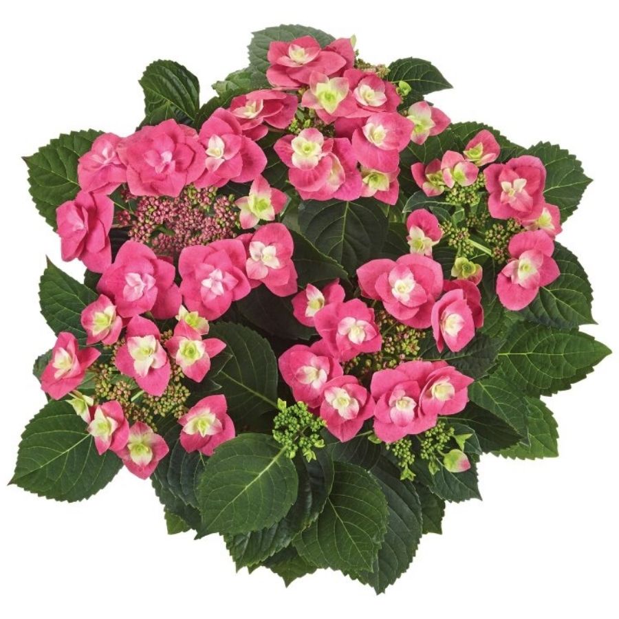 Гортензия крупнолистная Фрисби Хот Пинк, С2 Гортензия крупнолистная Фрисби Хот Пинк, С2 - Dolina-Sad.Ru