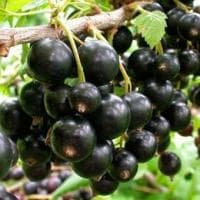 Смородина Геркулес Смородина Геркулес фото