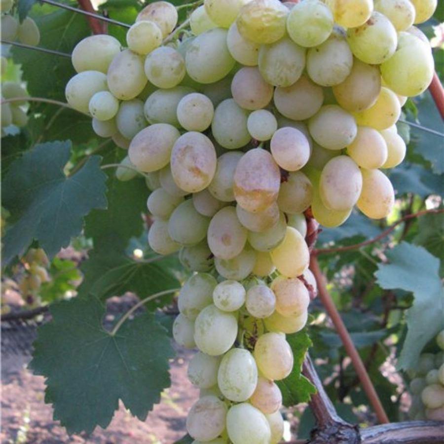 Виноград Афус Али Виноград Афус Али - Dolina-Sad.Ru