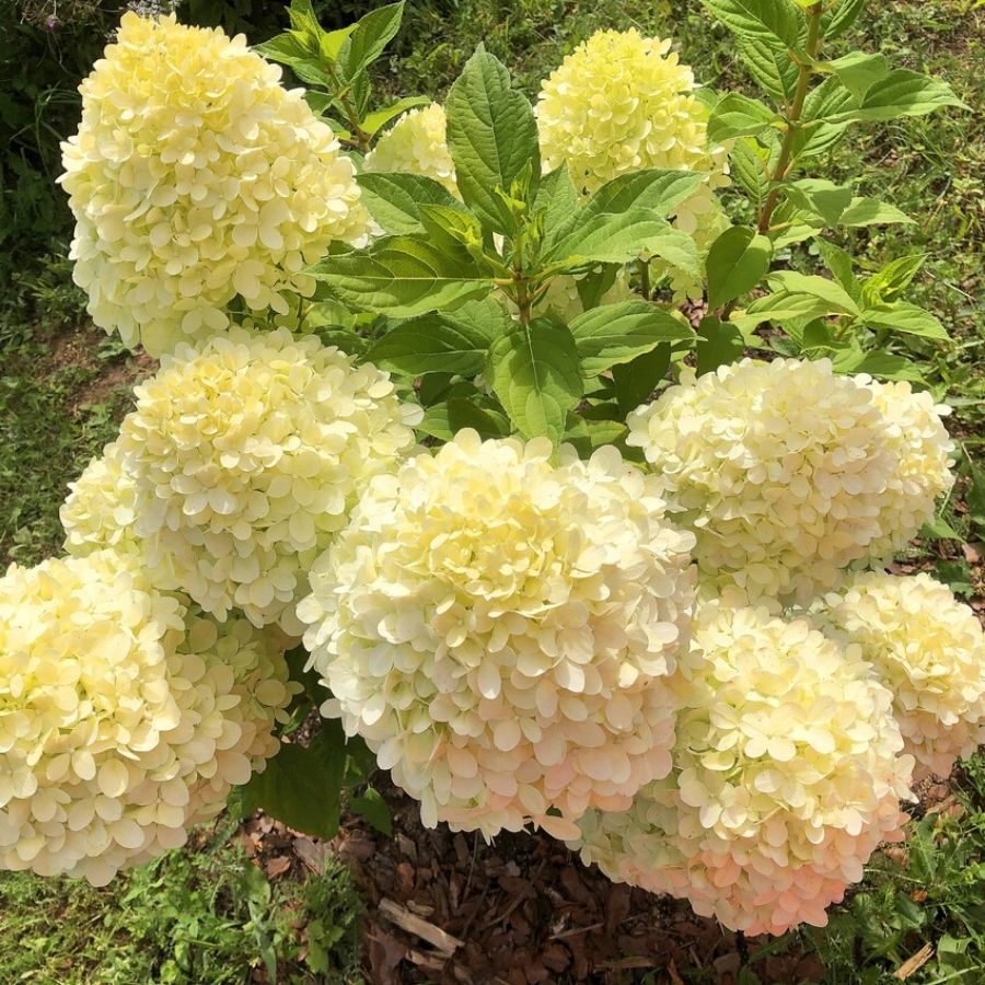 Гортензия метельчатая Селекшн, С3 Гортензия метельчатая Селекшн, С3 - Dolina-Sad.Ru