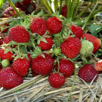 Клубника Мизе Шиндлер/Поздняя Клубника Мизе Шиндлер/Поздняя фото