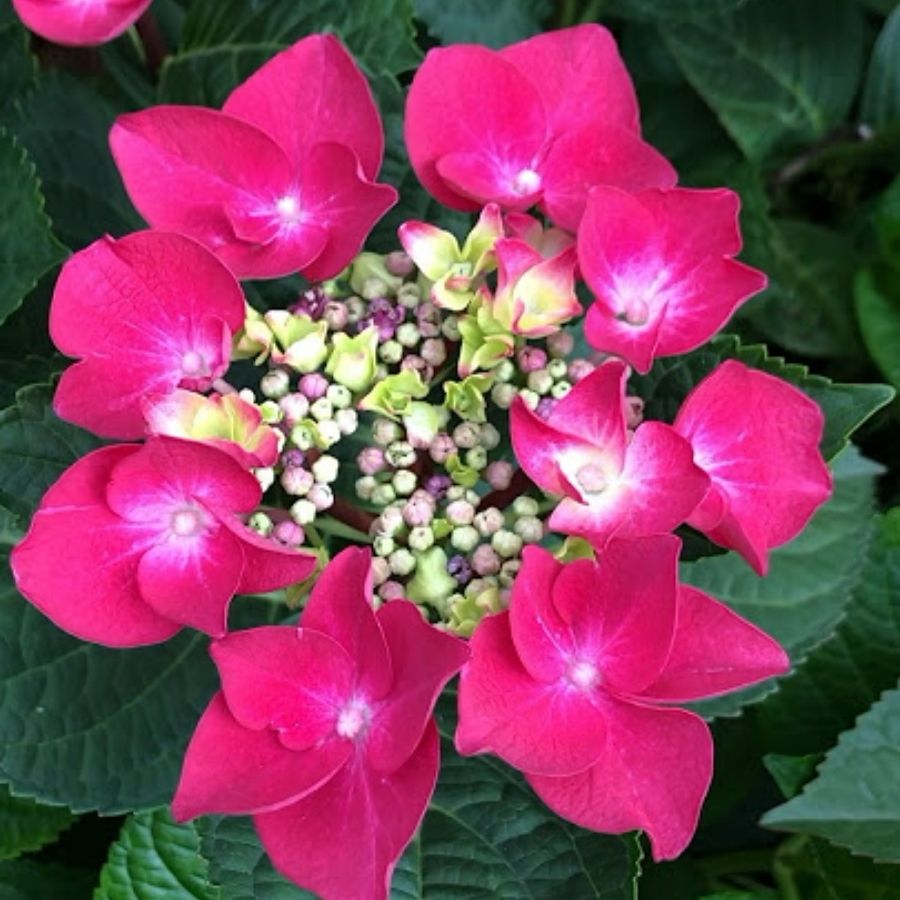 Гортензия крупнолистная Фрисби Хот Пинк, С2 Гортензия крупнолистная Фрисби Хот Пинк, С2 - Dolina-Sad.Ru