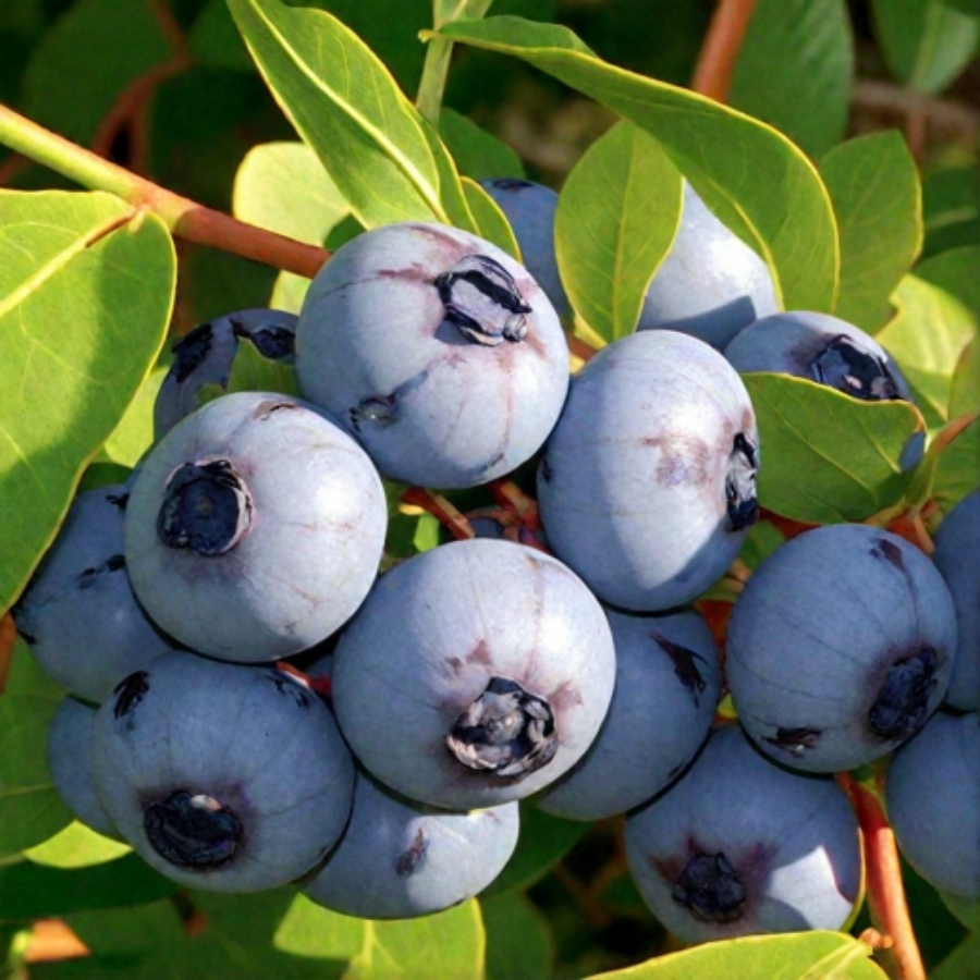 Голубика Чандлер - Dolina-Sad.Ru