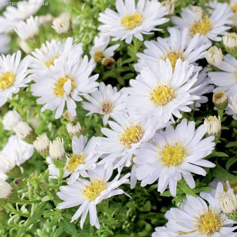 Астра кустарниковая Шнеекисен Астра кустарниковая Шнеекисен - Dolina-Sad.Ru