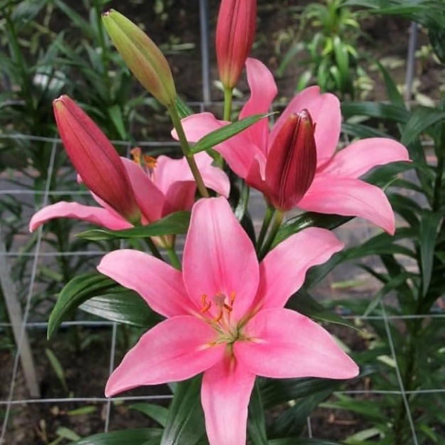 Лилия Индиан Саммерсет Лилия Индиан Саммерсет - Dolina-Sad.Ru