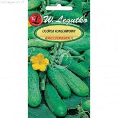 Огурец Гермес Скерневицкий (Польша) Огурец Гермес Скерневицкий (Польша) фото