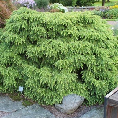 Тсуга канадская Джедделох Тсуга канадская Джедделох - Dolina-Sad.Ru