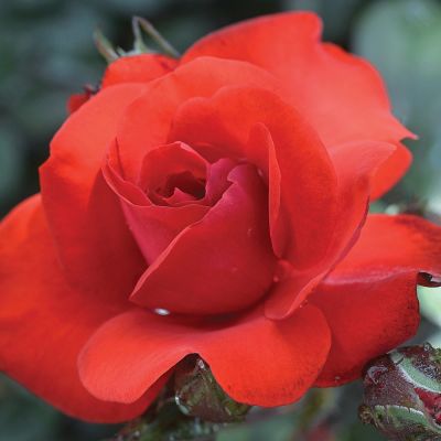 Роза штамбовая Сатчмо Роза штамбовая Сатчмо - Dolina-Sad.Ru