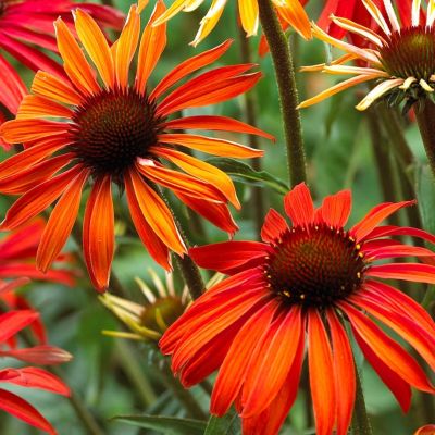 Эхинацея Сомбреро Сангрита - Dolina-Sad.Ru