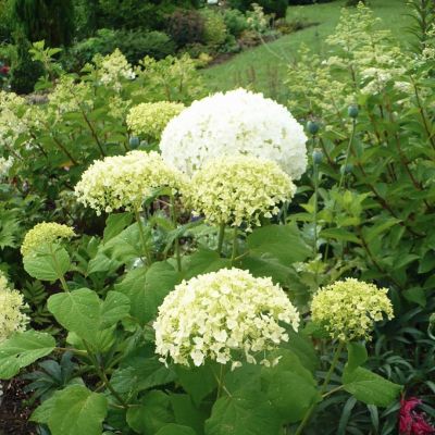 Гортензия древовидная Баунти, С3 Гортензия древовидная Баунти, С3 - Dolina-Sad.Ru