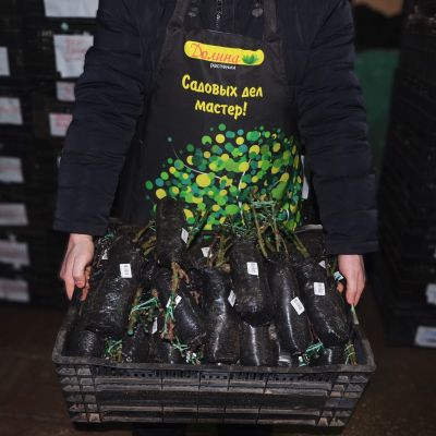 Роза Пис Роза Пис фото