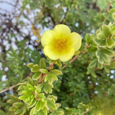 Лапчатка кустарниковая Клондайк, С3 - Dolina-Sad.Ru