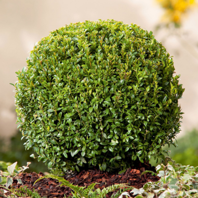 Самшит вечнозеленый, С3 - Dolina-Sad.Ru