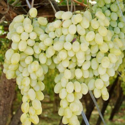 Виноград Афус Али Виноград Афус Али - Dolina-Sad.Ru