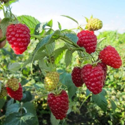 Малина Брусвяна/Ремонтантная фото