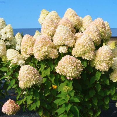 Гортензия метельчатая Селекшн, С1 Гортензия метельчатая Селекшн, С1 - Dolina-Sad.Ru