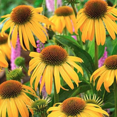 Эхинацея Хавест Мун - Dolina-Sad.Ru
