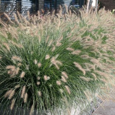 Пеннисетум лисохвостый , С1,5 Пеннисетум лисохвостый , С1,5 фото