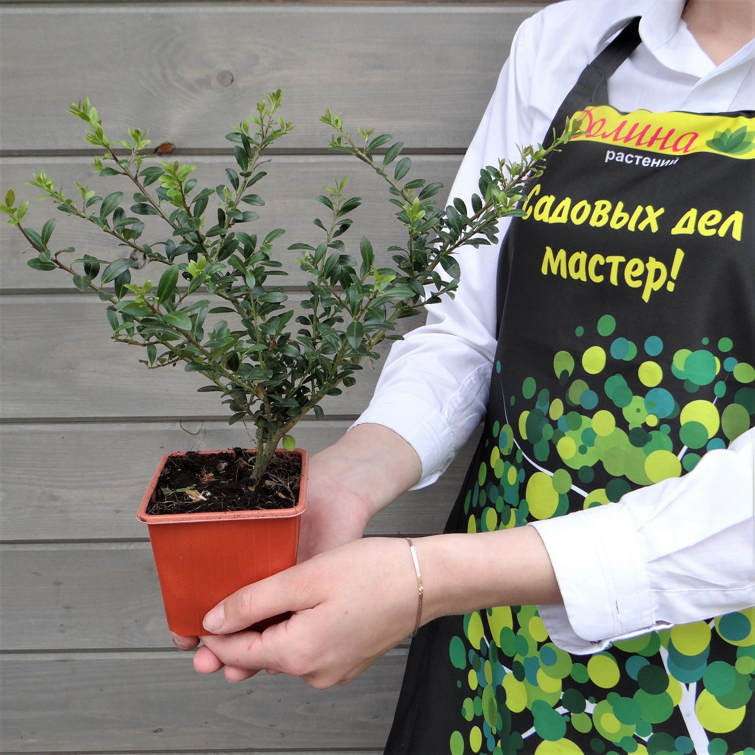 Падуб городчатый Грин Глори Падуб городчатый Грин Глори фото