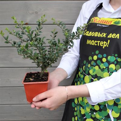 Падуб городчатый Грин Глори Падуб городчатый Грин Глори фото