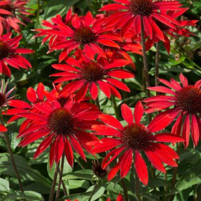 Эхинацея Сомбреро Сангрита - Dolina-Sad.Ru