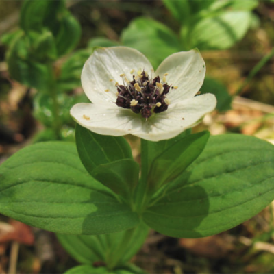 Дерен шведский Дерен шведский - Dolina-Sad.Ru