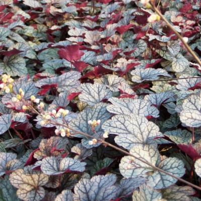 Гейхера Сильвер Скроллс Гейхера Сильвер Скроллс фото