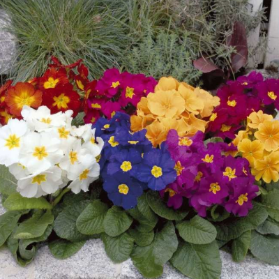 Примула высокая Голд Наггет Микс Примула высокая Голд Наггет Микс фото