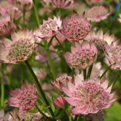 Астранция крупная Пинк Прайд Астранция крупная Пинк Прайд - Dolina-Sad.Ru