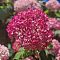Гортензия древовидная Сорбет Гортензия древовидная Сорбет - Dolina-Sad.Ru