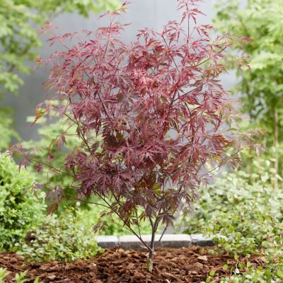 Клен пальмолистный Роял Гарнет Клен пальмолистный Роял Гарнет - Dolina-Sad.Ru