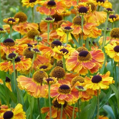 Гелениум Сахинс Эрли Фловерер - Dolina-Sad.Ru