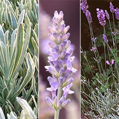 Лаванда узколистная Сильвер Эдж Лаванда узколистная Сильвер Эдж - Dolina-Sad.Ru