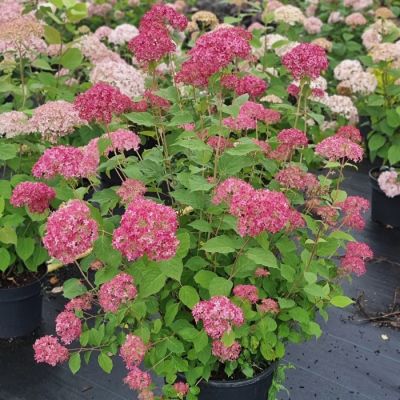 Гортензия древовидная Сорбет Гортензия древовидная Сорбет - Dolina-Sad.Ru