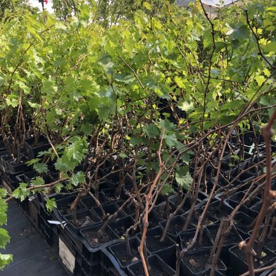 Виноград Хрупка Ружова Виноград Хрупка Ружова фото