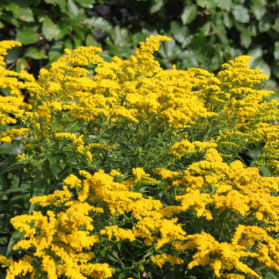 Золотарник гибридный Страхленкрон Золотарник гибридный Страхленкрон фото