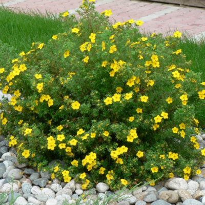 Лапчатка кустарниковая Хендлин Белла фото