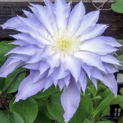 Клематис Тирислунд Клематис Тирислунд фото