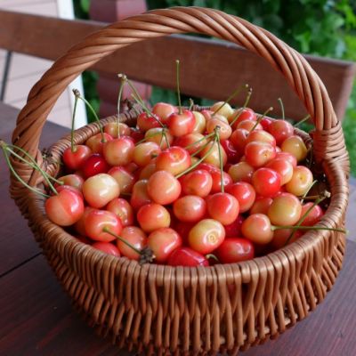 Черешня Юлия фото