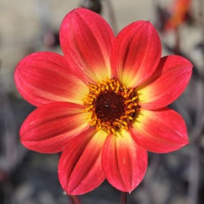 Георгина Хэппи сингл ромэо Георгина Хэппи сингл ромэо фото