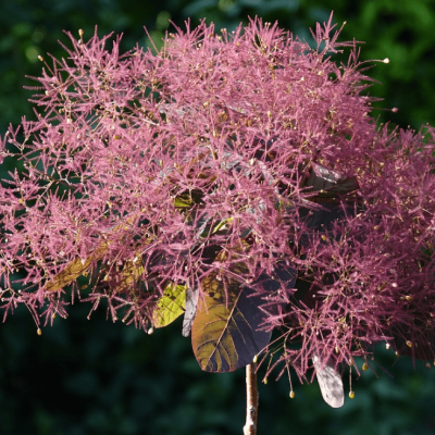 Скумпия кожевенная Грейс Скумпия кожевенная Грейс фото