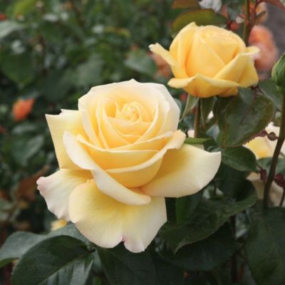 Роза Авек Амор Роза Авек Амор - Dolina-Sad.Ru